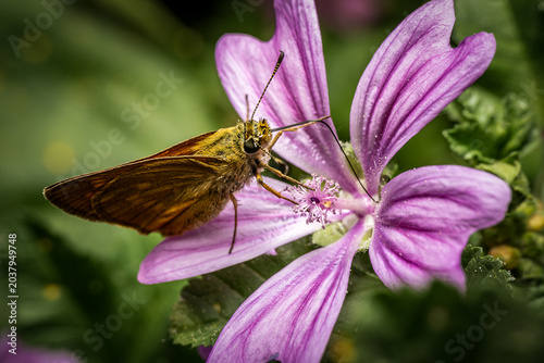 Foto Skipper butterfly Hesperiidae feeding on pink mallow Malva flower macro close-up, pollination behavior, furry body and wing detail, soft green bokeh, wildlife photography