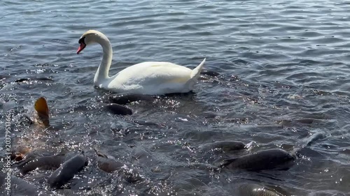 Swan and a feeding frenzy of carp fish on Lake Yamanakako