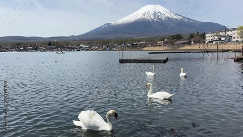 Lake Yamanakako, Japan with Mt Fuji and a swan