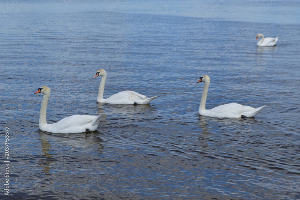 Obraz premium White Swan on the Lake. Mute Swan (Cygnus olor) gliding across the Lake at sunset. European bird wildlife. A beautiful swan swimming in a pond.A mute swan wading in a deep lake.