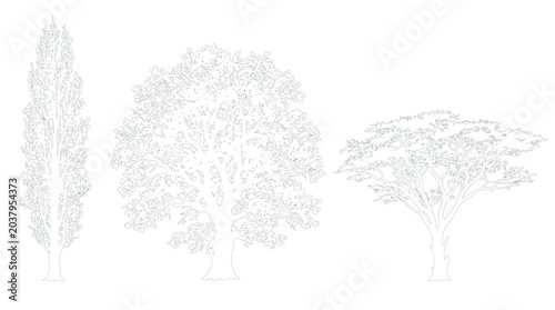 Cuadro en lienzo Columnar Poplar Broad Oak and Spreading Tree Trio Side Elevation Strong Contrast
