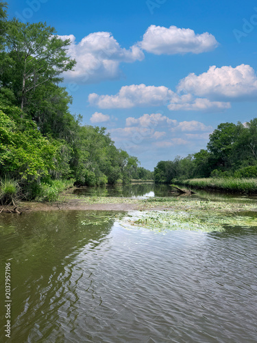 Beautiful swampland river scene in the summer