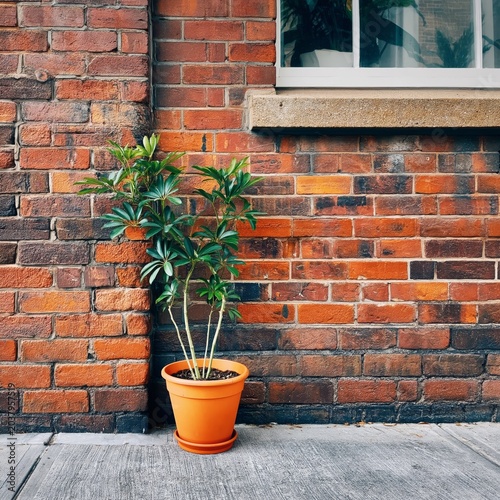 Small Plant Grows in Orange Pot Next to Brick Wall on City Street in Bright D...