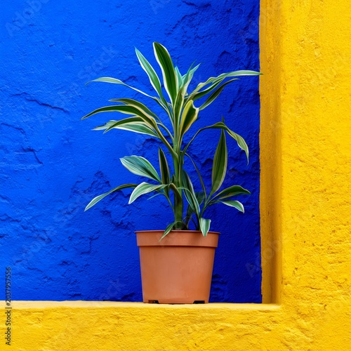 Bright Blue Wall and Yellow Frame With a Green Plant in a Pot by the Street