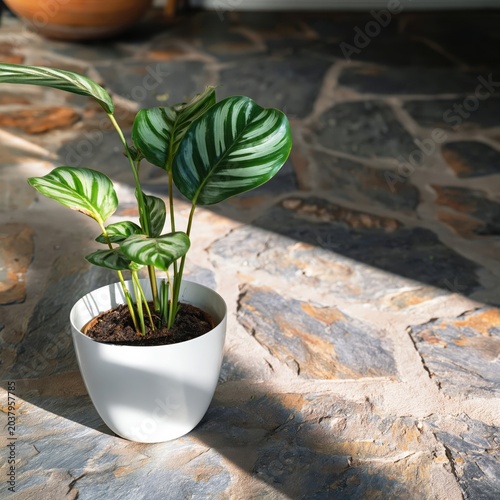 Indoor Plant in White Pot on Stone Floor With Sunlight Shining in the Morning