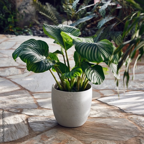 Indoor Plant in White Pot on Stone Floor With Sunlight Shining in the Morning