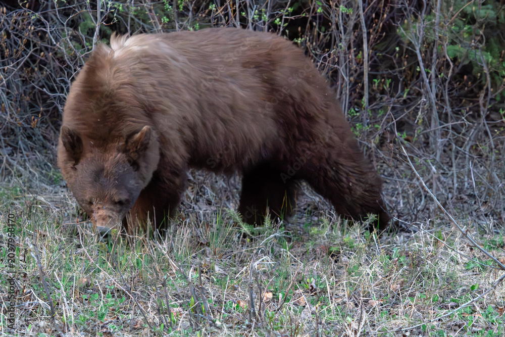 Fototapeta premium black bear eating grass
