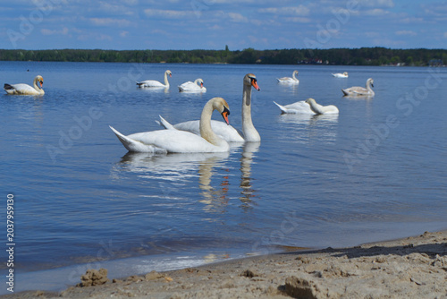 White Swan on the Lake. Mute Swan (Cygnus olor) gliding across the Lake at sunset.  European bird wildlife. A beautiful swan swimming in a pond.A mute swan wading in a deep lake.