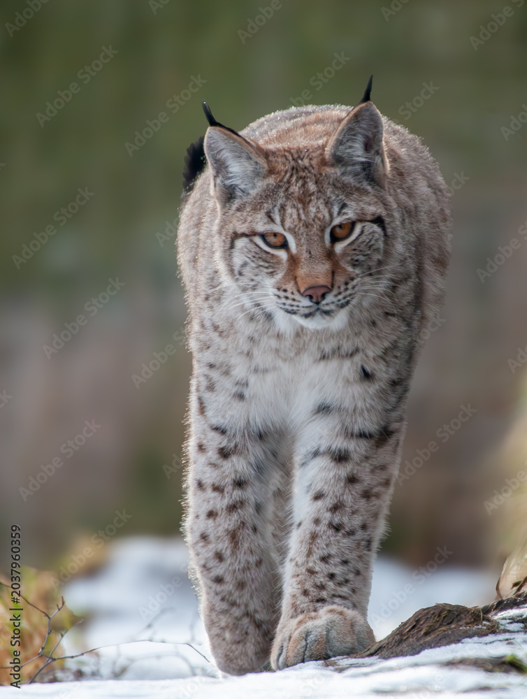 Fototapeta premium Eurasian Lynx Walking Through Snow