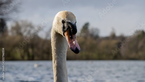 Canvastavla Close-Up Portrait of a Mute Swan on Linlithgow Loch, Scotland