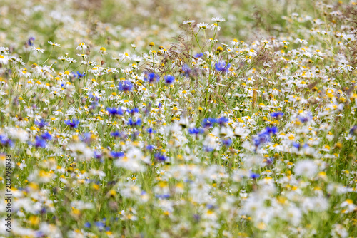 Vibrant summer meadow filled with blooming white camomiles and blue cornflowers in sunny weather. wild flower field