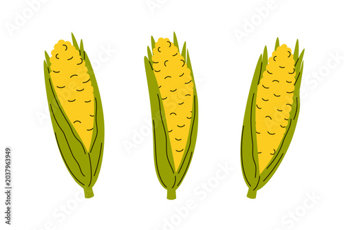 Corn cob, Set of 3. Flat style vector illustration for farm market graphics, harvest season, agricultural packaging, cooking blogs