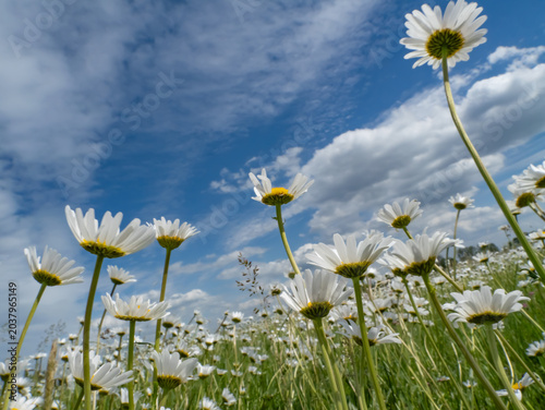 Low angle view of oxeye daisies (Leucanthemum vulgare) blooming in a meadow under a dramatic blue sky with clouds. Fresh summer wildflower landscape with copy space
