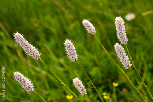 Foto Close-up of bistort flowers (Persicaria bistorta) growing in a natural meadow
