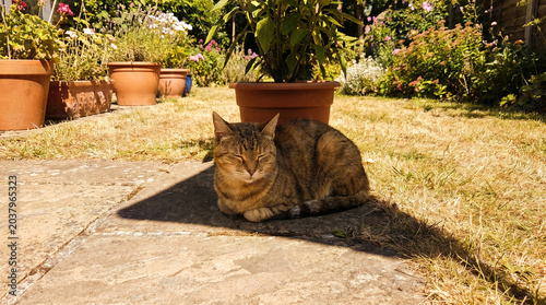 Tabby cat resting in shade on hot day