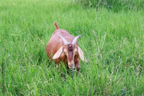 Slika na platnu Close-up photos of goats grazing on grass.