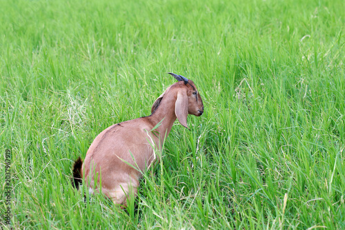 Canvastavla Close-up photos of goats grazing on grass.