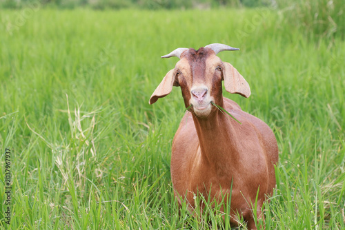 Canvas Print Close-up photos of goats grazing on grass.