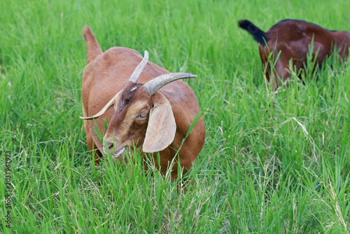 Foto Close-up photos of goats grazing on grass.