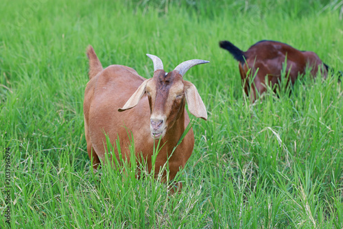 Canvastavla Close-up photos of goats grazing on grass.