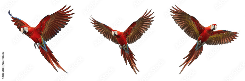 Fototapeta premium Exotic Scarlet Macaw Parrot Flying in Air Set Isolated on Transparent PNG Background Tropical Red Bird Wings Spread Wild Jungle Nature Wildlife Asset