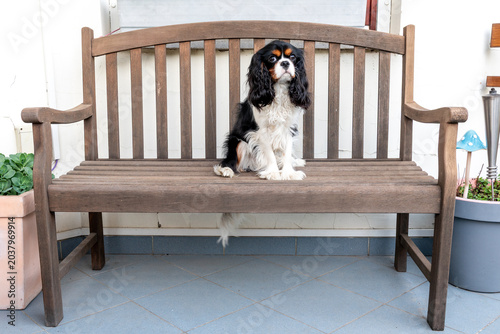 Billede på lærred tricolour cavalier king charles spaniel on the bench