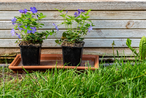 two purple flowers in a pot on a terracotta base in front of a wooden box in green grass