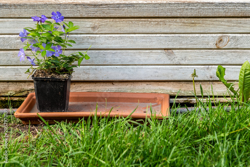 purple flowers in a pot on a terracotta base in front of a wooden box in green grass
