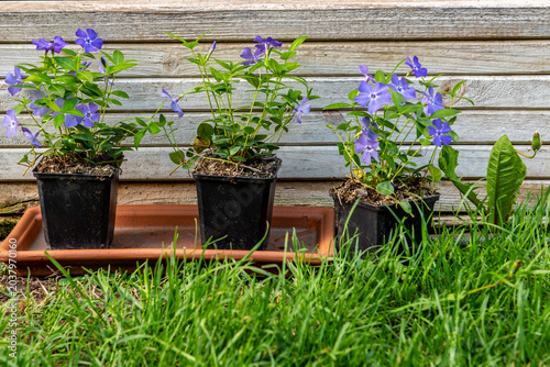 three purple flowers in a pot on a terracotta base in front of a wooden box in green grass
