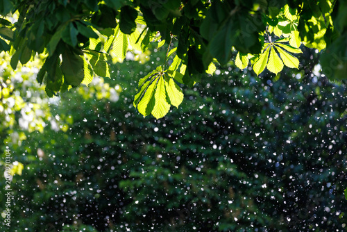 Quadro su tela Backlit green chestnut leaves framing flying poplar fluff during spring allergy season