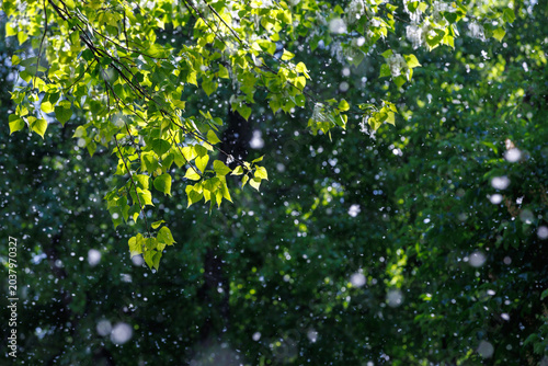 Foto Poplar fluff flying in the air near green tree leaves during spring allergy season