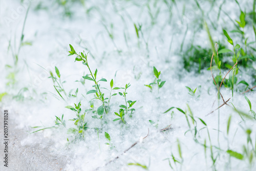 Foto Fresh green weeds growing through thick white poplar fluff by the city curb