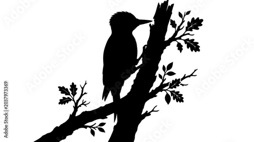 Fotografie Woodpecker Silhouette On Branch Against White Background
