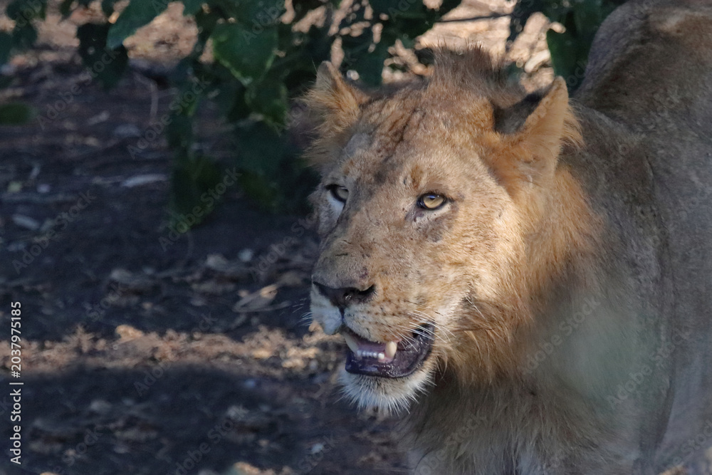 Obraz premium Afrikanischer Löwe / African lion / Panthera leo