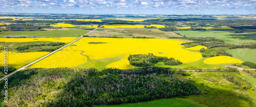 A panoramic view of vibrant canola fields stretching to the horizon. The contrast between the yellow crops and green patches creates a stunning visual.