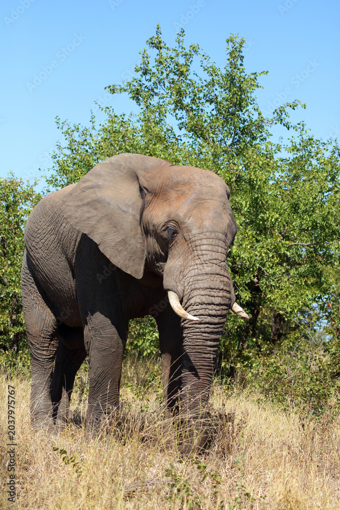 Fototapeta premium Afrikanischer Elefant / African elephant / Loxodonta africana
