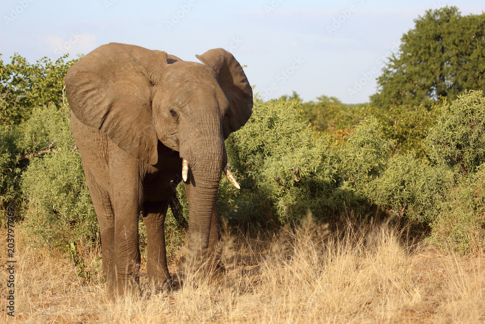 Fototapeta premium Afrikanischer Elefant / African elephant / Loxodonta africana