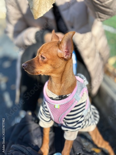 Small Prague Ratter dog sitting in warm sunlight, expressive portrait of a small breed dog with soft natural lighting.