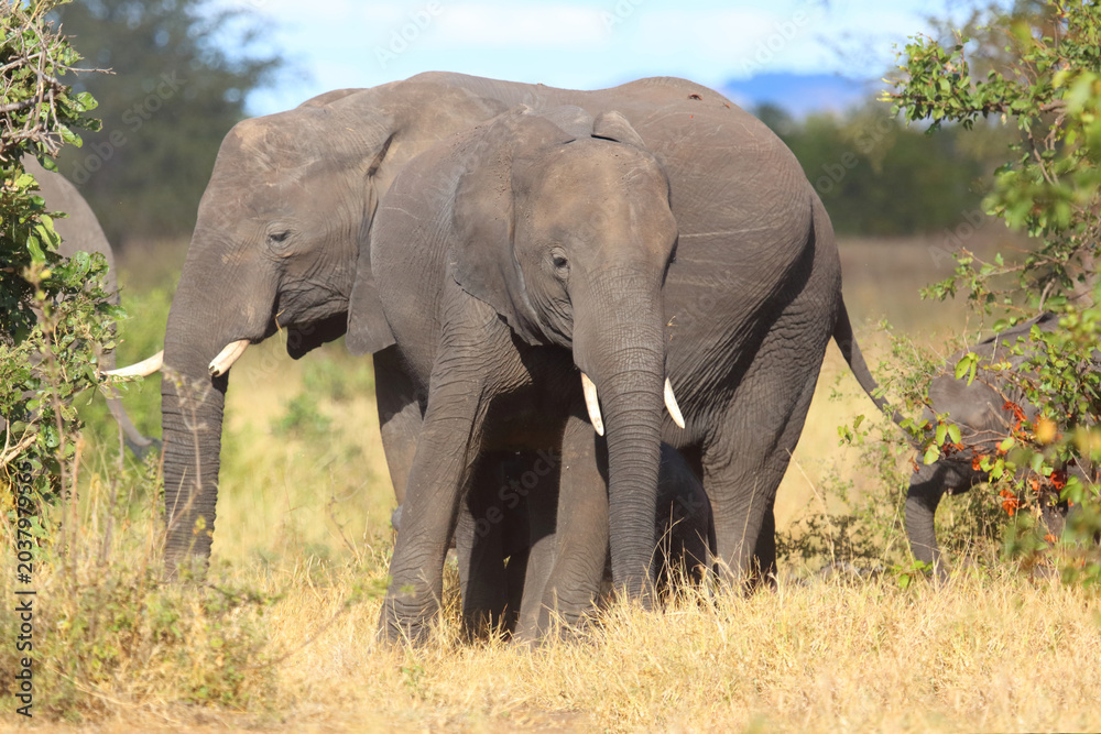 Fototapeta premium Afrikanischer Elefant / African elephant / Loxodonta africana