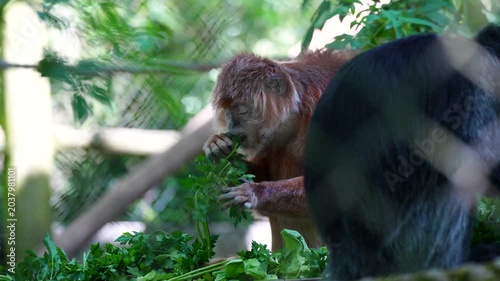 Orangutan foraging and eating fresh green leaf inside shaded zoo enclosure