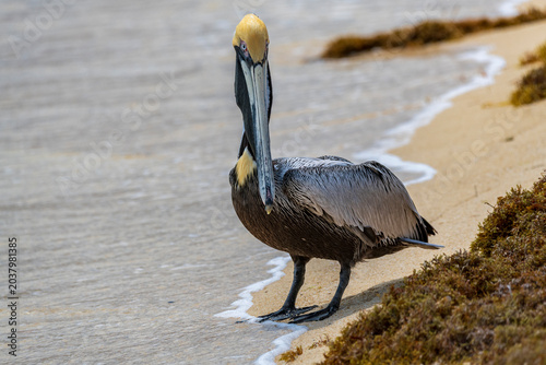 Portrait of a brown pelican on a beach in dry tortugas national park
