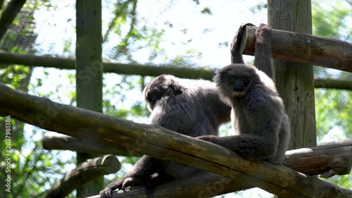 Two gibbon sitting together on wooden beam grooming inside zoo enclosure