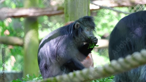 Dark colobus monkey sitting and resting on rope in zoo enclosure area