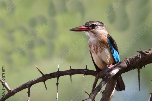 Billede på lærred Braunkopfliest / Brown-hooded kingfisher / Halcyon albiventris