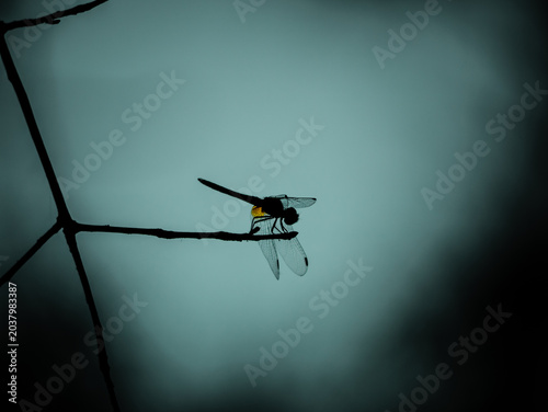 Photos Weightless Silence