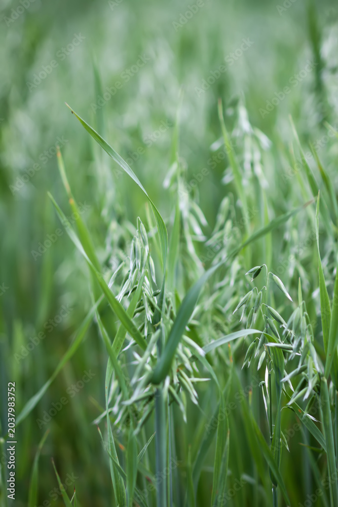 Ταπετσαρία Avena sativa plants growing in a field with delicate oat spikelets and soft natural movement