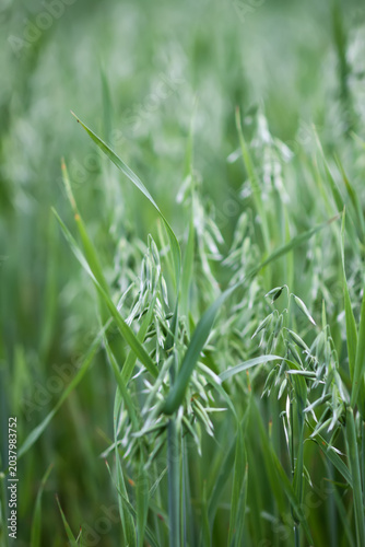 Vászonkép Avena sativa plants growing in a field with delicate oat spikelets and soft natural movement