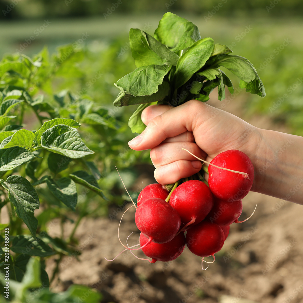 Naklejka premium Farmer holding ripe radishes in agricultural field, closeup. Root vegetables