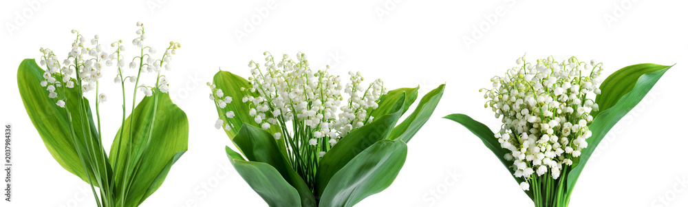 Fototapeta premium Lily of the valley flowers isolated on white, set