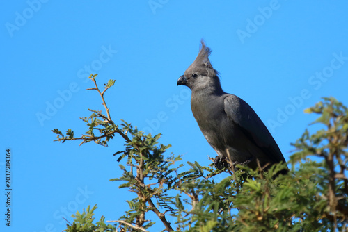 Tableau sur toile Graulärmvogel / Grey lourie or Grey go-away-bird / Crinifer concolor